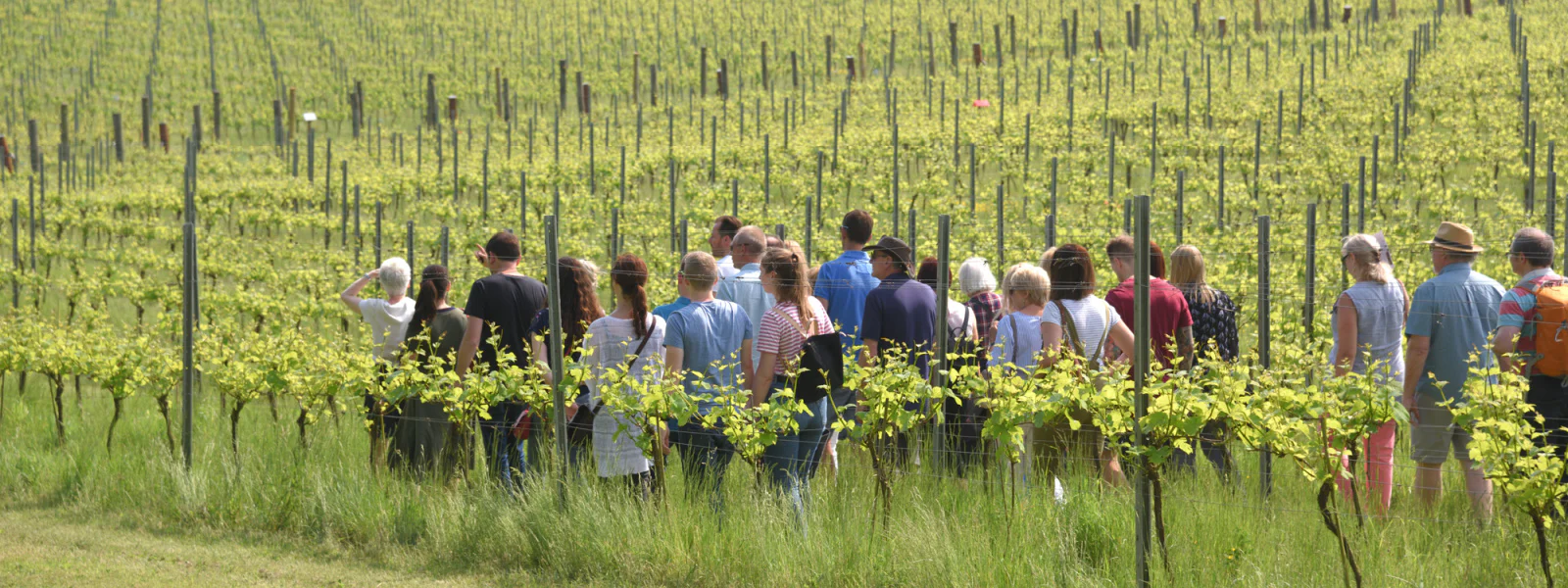 Exquisite English Organic Wines